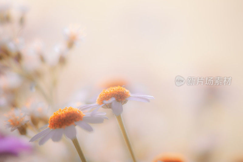 Cheeful Soft Pastel彩色雏菊花背景与复制空间